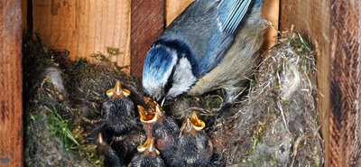 Kamera im Nistkasten: Livestream und Zeitraffer für jede Brutsaison